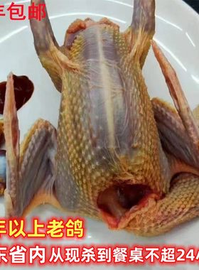现杀三年老鸽韶关农家高山放养