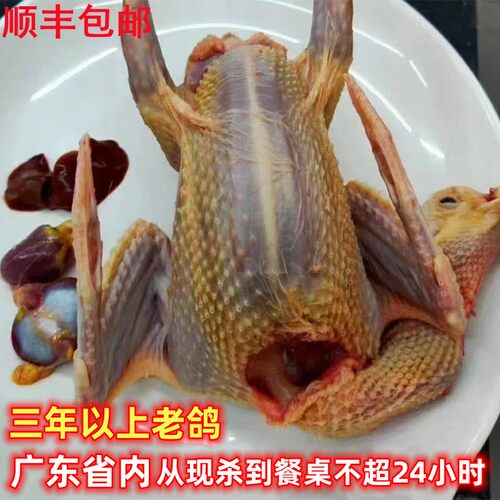 三年以上老鸽农家高山放养土鸽子