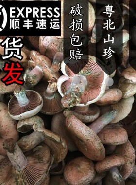 顺丰野生枞树菌松树菇500g现捡新鲜蘑菇菌雁来蕈黄枞菌子重阳菌