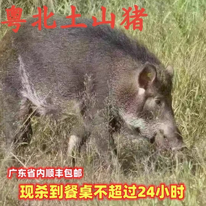 顺丰粤北现杀新鲜山猪肉二代野猪放养足两年排骨前腿肉尾巴五花肉