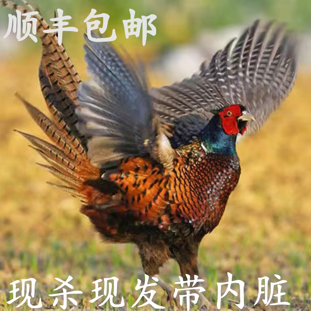 顺丰农家广东七彩山鸡新鲜现杀