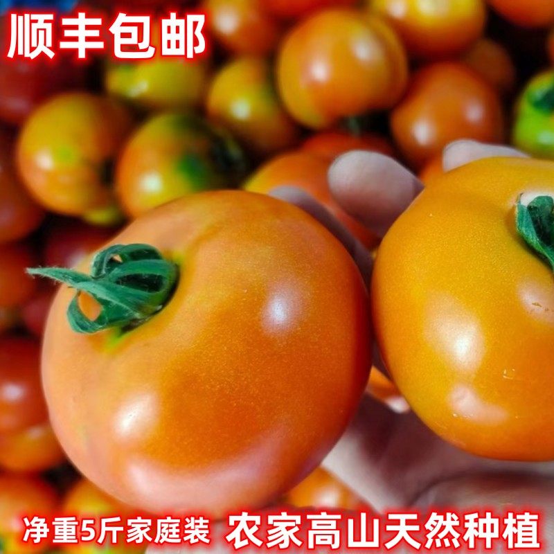 新鲜蕃茄水果西红柿5斤韶关高山农家山泉水有机肥种植带籽现摘发