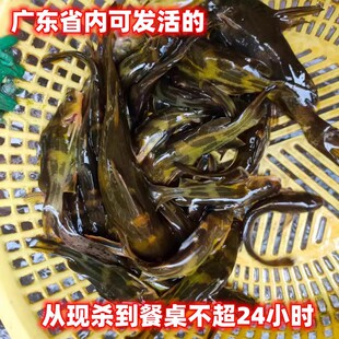 顺丰高山河鲜活现杀非养殖黄骨鱼2斤孕妇小孩老人煲汤野的活鲫鱼