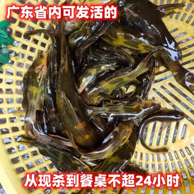 黄角鱼高山河鲜活现杀非养殖鲫鱼