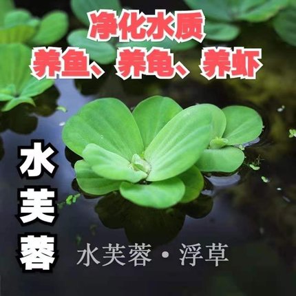 水族箱装饰品生态鱼缸水草植物活净水造景材料绿植假山石套餐