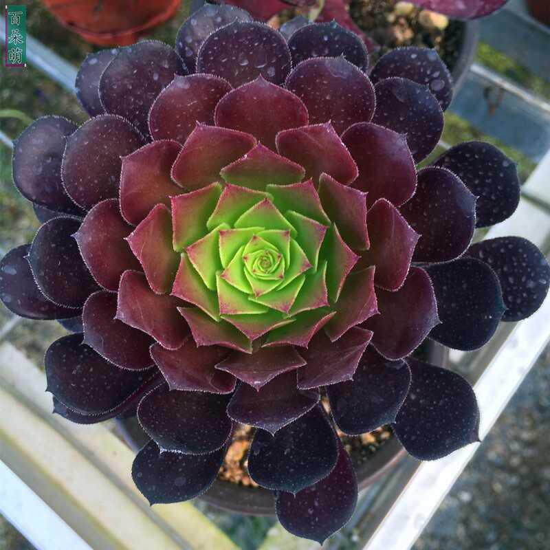 多肉植物铜壶法师老桩一物一拍红铜壶手捧花黑铜壶多头木质化老桩