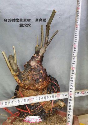 乌饭树桩盆景南烛树老桩植物室内四季常青室外庭院阳台桌面盆栽