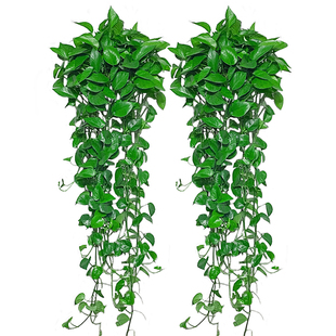 绿萝盆栽绿植室内爬墙好养净化空气植物客厅水培大叶绿箩长藤垂吊