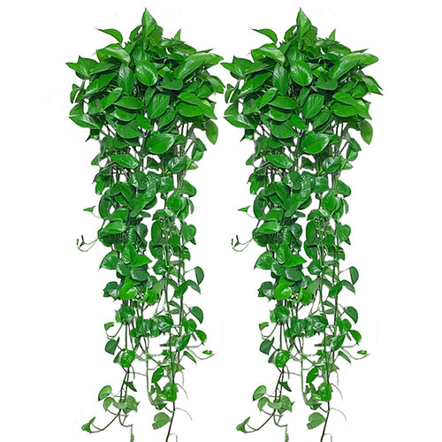观叶植物室内净化空气好养绿植