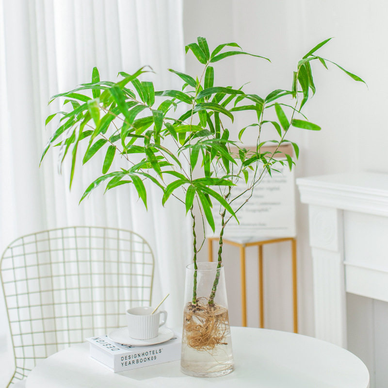 水培佛肚竹老桩绿植物室内水养带根米竹子盆栽阳台客厅水生南天竹