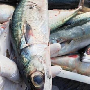 小魏海鲜象山石浦野生海钓青砖鱼大鲅鱼马鲛鱼特级鲜活鲅鱼