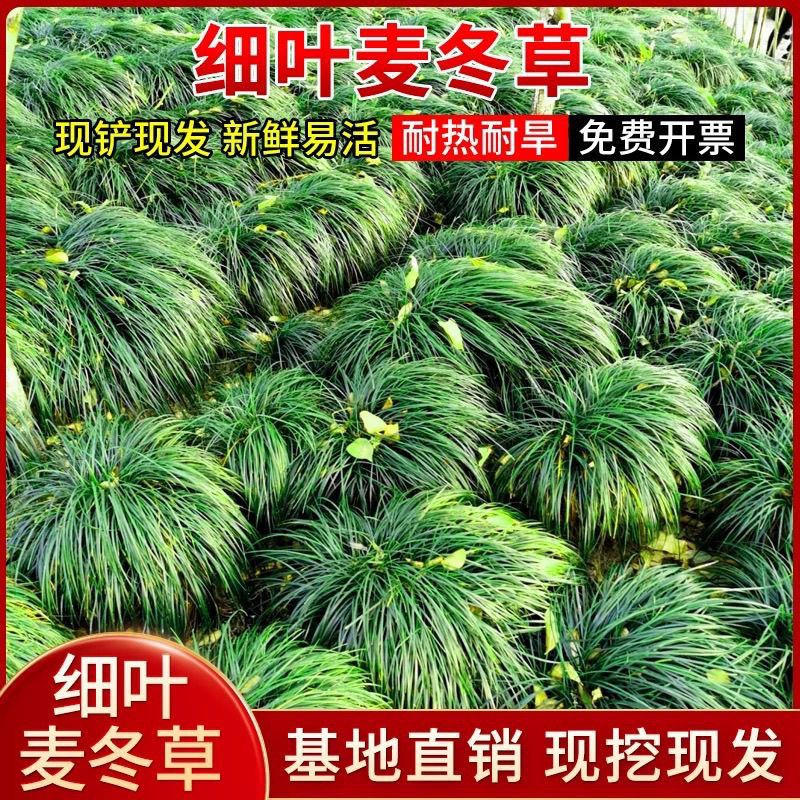 细叶麦冬草苗庭院四季常青植物耐寒耐阴耐旱公园小区绿化图片