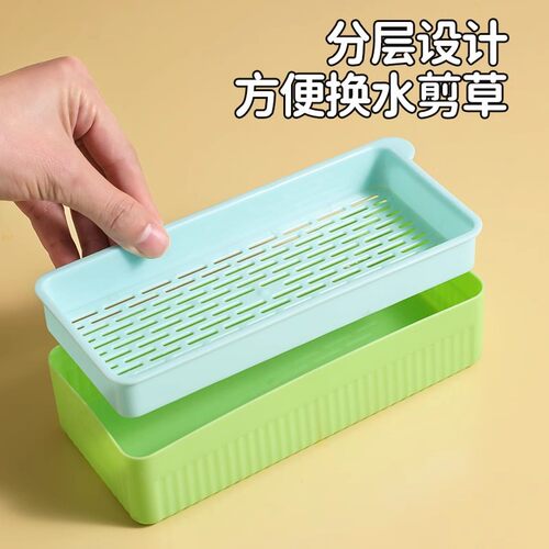 水培猫草猫薄荷无土盆栽化毛草种