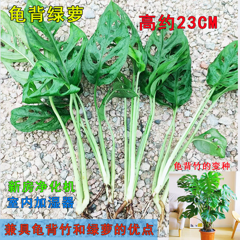 龟背绿萝绿植花卉水培室内植物卧