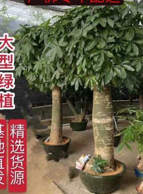 发财树各类办公室租摆大型绿植