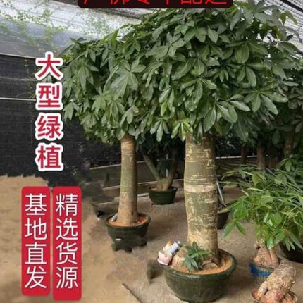 大单杆老桩发财树招财进宝客厅办公室大堂乔迁开业送礼霸气好养活