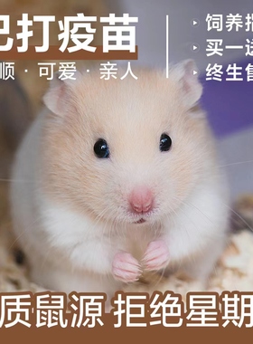 仓鼠活物已打过疫苗金丝熊米熊三线布丁银狐奶茶送笼子家养小宠物