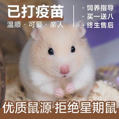 家养仓鼠活物金丝熊活体