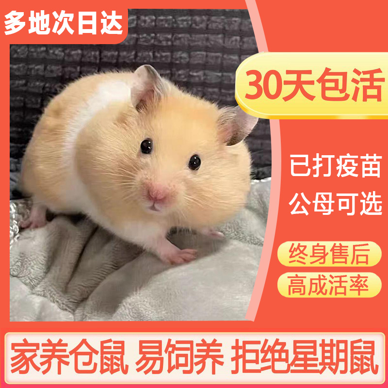 仓鼠活物金丝熊仓鼠奶茶已打疫苗