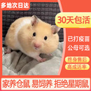 仓鼠活物金丝熊仓鼠已打疫苗三线银狐布丁奶茶公婆小苍鼠家养宠物