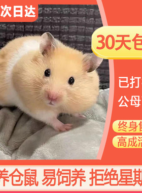 仓鼠活物金丝熊仓鼠已打疫苗三线银狐布丁奶茶公婆小苍鼠家养宠物