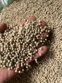 白胡椒粒500g克胡交煲汤海南特产正宗家商用香辛料白胡椒研磨 包邮