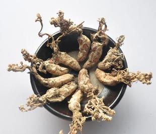 金蝉花中药材蝉菌蝉蛹草蛹茸虫花蝉花虫草粉金蚕花知了500g克包邮