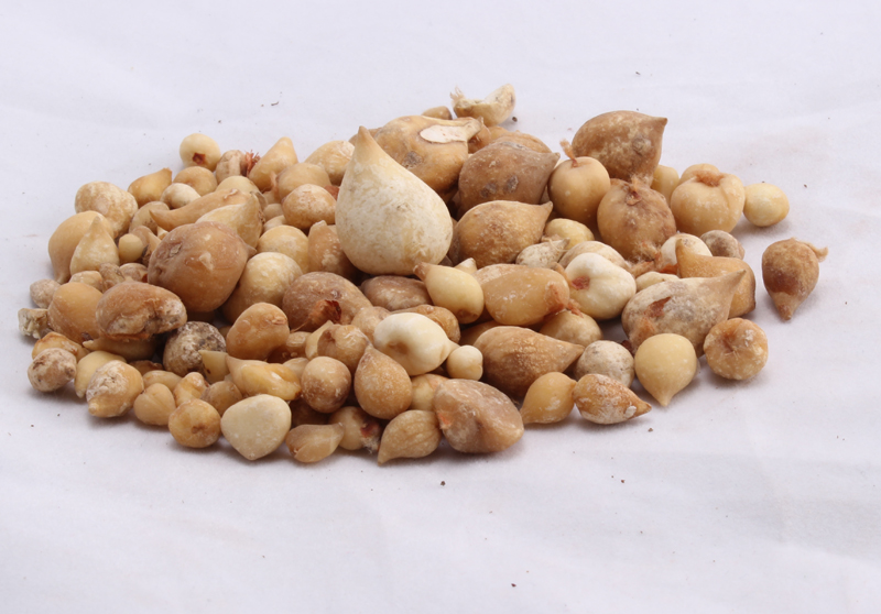 中药材光慈姑 别名山老鸦头、棉花包毛地梨光菇山蛋500g克包邮