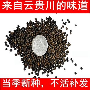 2024新采鱼腥草种子折耳根种籽狗腥草云贵川折耳根种根种苗包邮