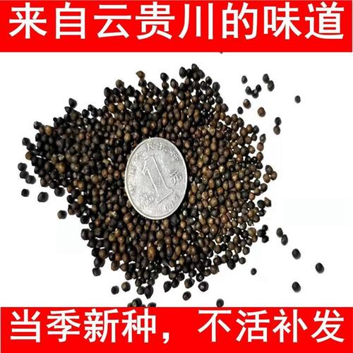 实体店铺批发野生折耳根种子