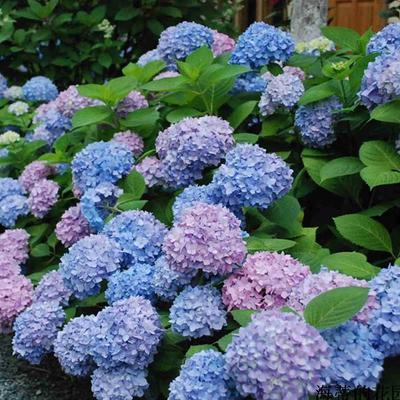 多色阳台庭院种植绣球花百日草图片