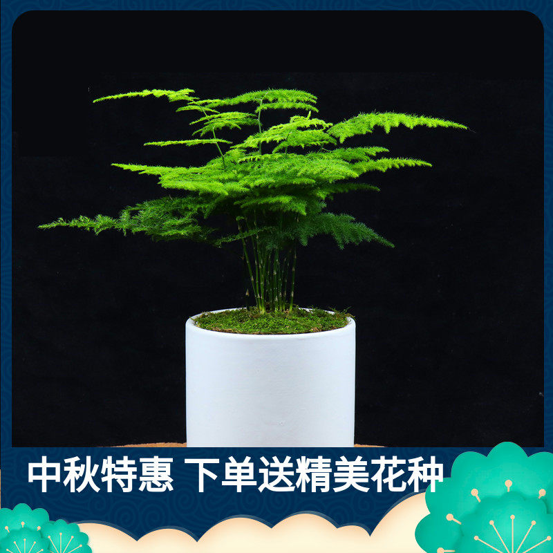 观叶植物文竹耐阴阳台花卉种子