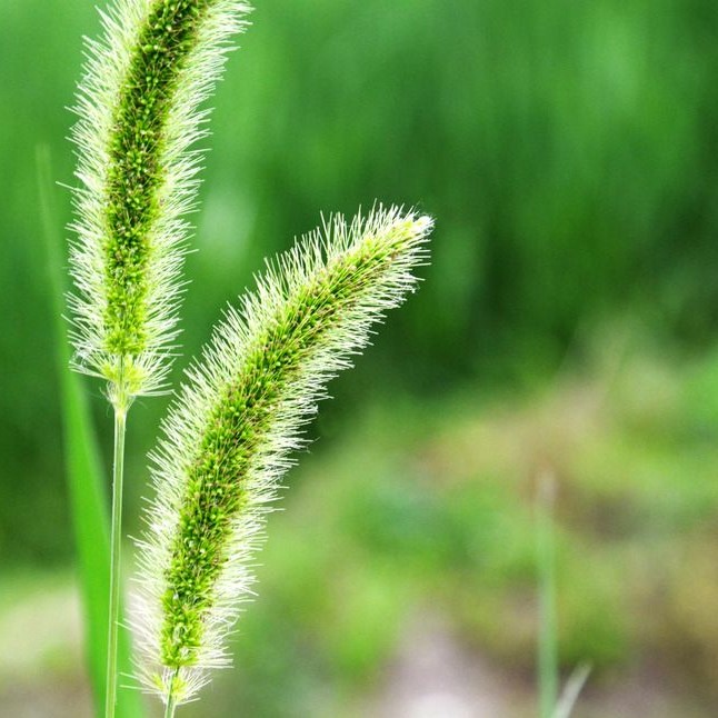 毛毛狗 狗尾草种子 观赏畜牧护坡可播观赏花卉 狗尾巴草花籽