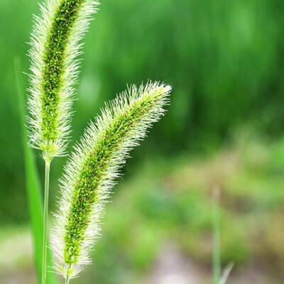 毛毛狗 狗尾草种子 观赏畜牧护坡可播观赏花卉 狗尾巴草花籽
