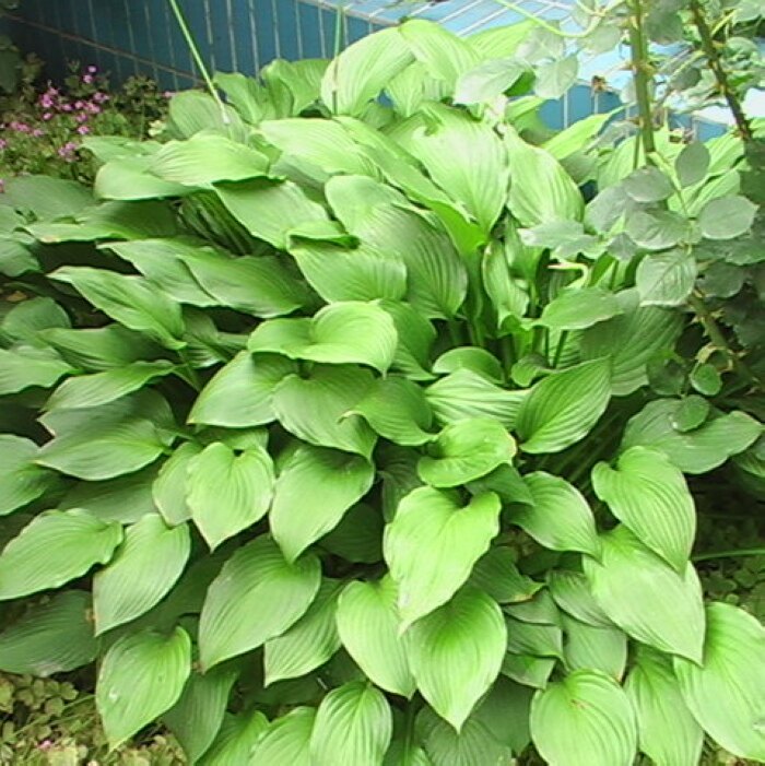 新采摘玉簪种子 白鹤花 玉泡花 易成活 地被花庭院种籽