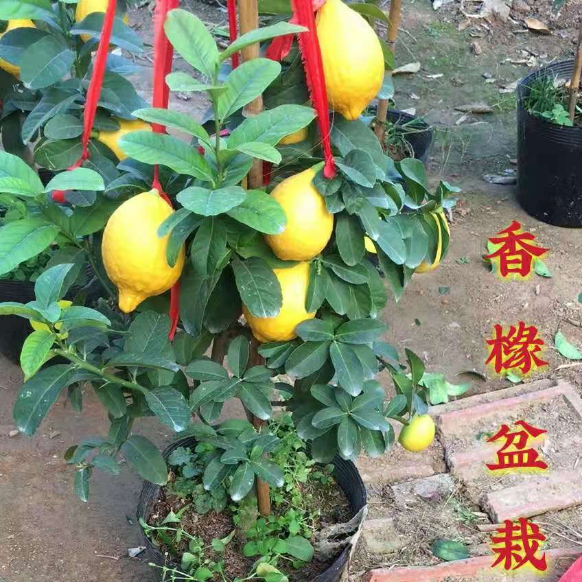 金华佛手香橼盆栽 佛手香橼盆景 佛手香橼苗室内外庭院绿植盆栽