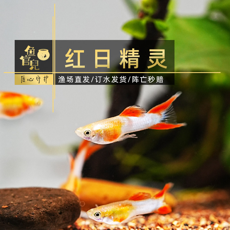 鱼官儿精灵孔雀观赏鱼日本兰双剑火焰精灵熊猫精灵安格拉斯约克逊