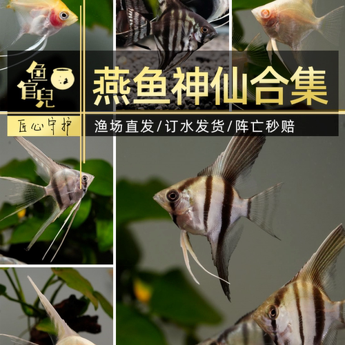 七彩神仙鱼苗红背埃及魔鬼燕鱼