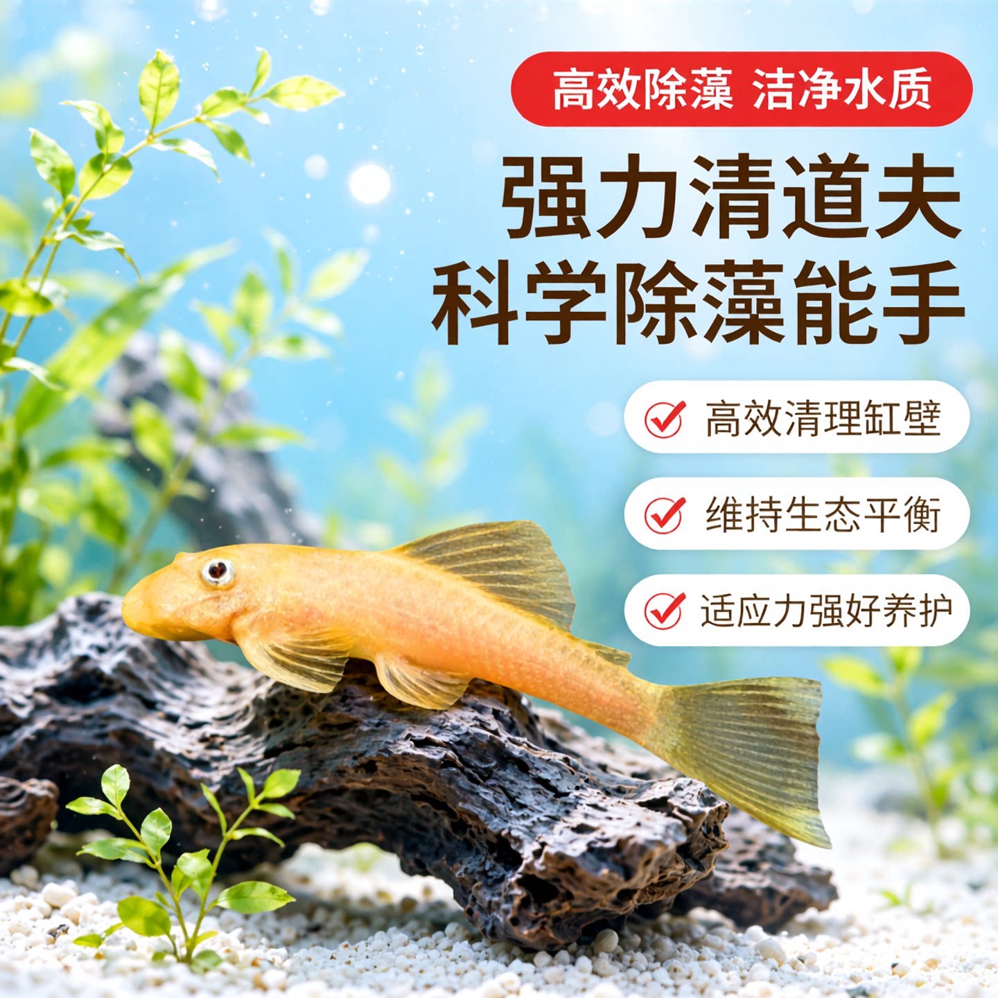 鱼官儿黄金胡子鱼蓝眼胡子女王大帆清道夫除藻工具鱼清垃圾观赏鱼