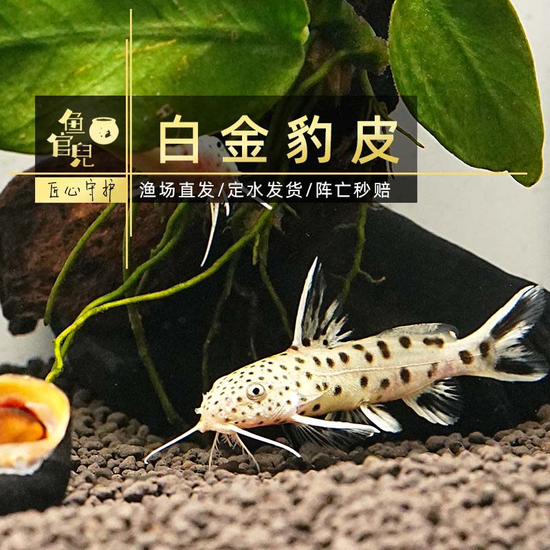 鱼官儿南美小豹鲸白金豹皮热带鱼观赏鱼笑脸猫繁星猫底层清道夫鱼