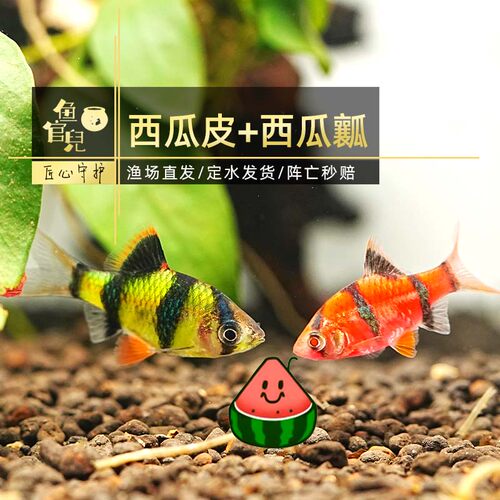 新手好养小鱼虎皮鱼苹果荧光虎皮