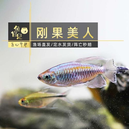 大刚果美人鱼石美人彩虹刚果灯