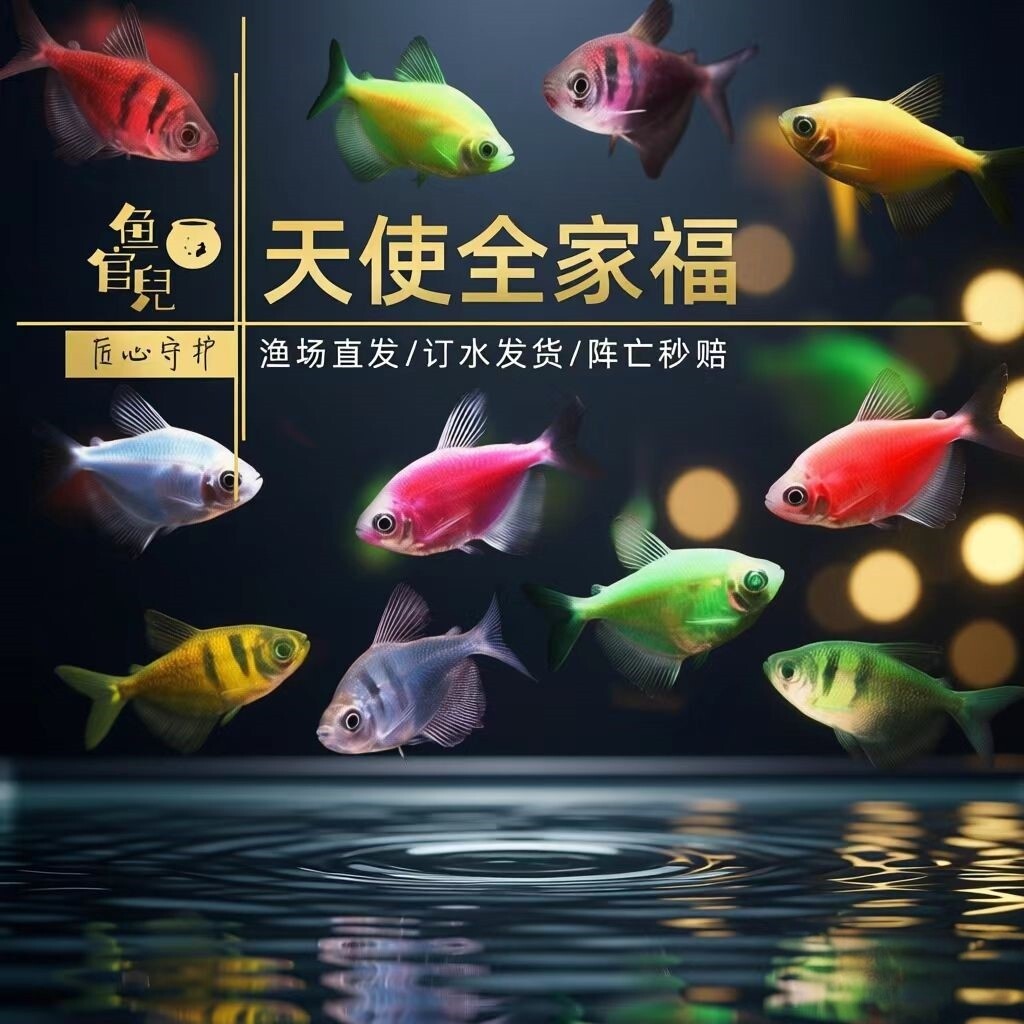 鱼官儿新手鱼荧光天使鱼淡水热带观赏鱼好养易活彩裙翡翠老虎天使