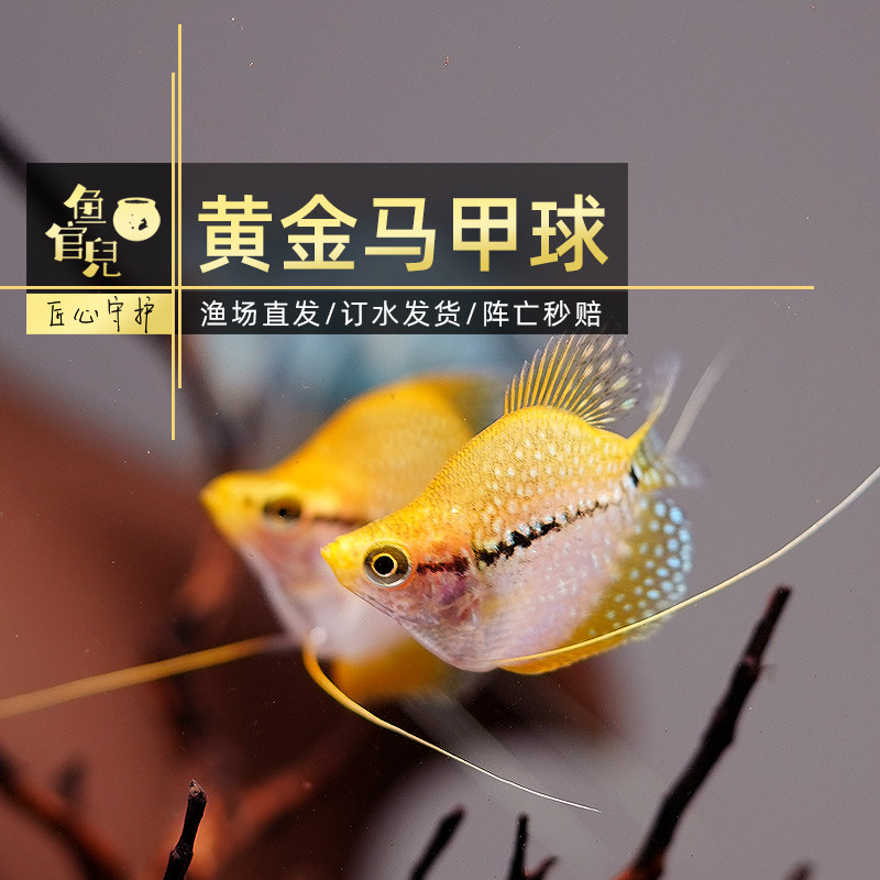 鱼官儿丝足鱼蓝曼龙球黄金马甲球珍珠马甲吃蛋白虫好养耐活观赏鱼
