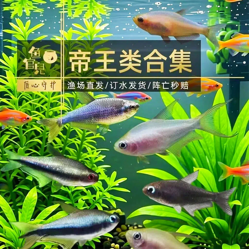 鱼官儿黑帝王灯血翅蓝帝国王灯蓝国王灯黄金帝王灯鱼热带观赏鱼
