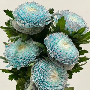 A级精选牡丹菊超长花期鲜花