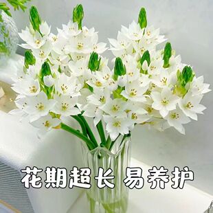 【超长花期】雀梅圣心百合办公室客厅茶几家用水养鲜切花真花插花