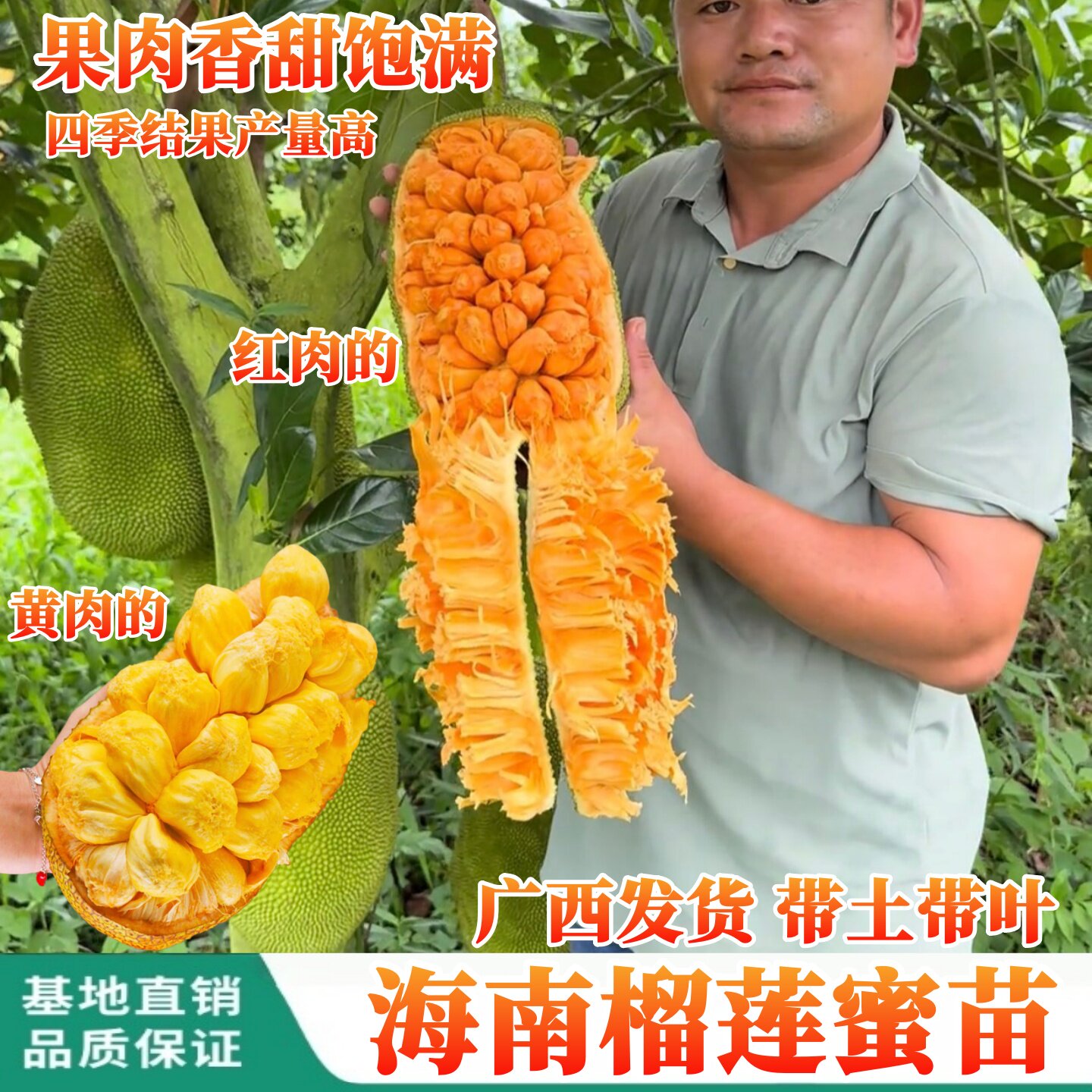 海南榴莲蜜果苗果肉香甜饱满香蜜一号榴莲蜜苗四季结果盆栽地栽苗