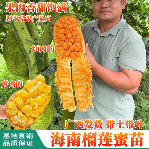 海南榴莲蜜苗香蜜一号四季结果
