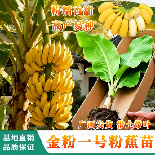 粉蕉树苗矮化香蕉苗耐寒盆栽芭蕉